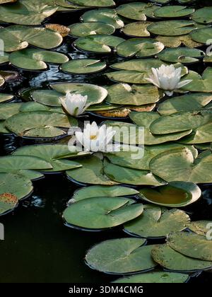 Weiße Seerosen blühen auf einem ruhigen Teich. Ein Hochwinkelfoto eleganter Weißwasserlilien (Nymphaea) in voller Blüte. Stockfoto