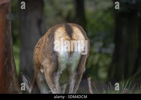 Rotwild (Cervus elaphus), Spiegel einer Rehkuh in der Nähe, Baden-Württemberg, Deutschland Stockfoto