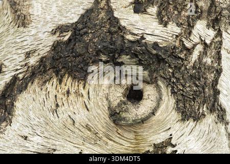 Silberbirke (Betula pendula) Nahaufnahme eines Lochs in der Rinde, das wie ein Auge aussieht, England, Vereinigtes Königreich Stockfoto