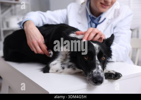 Berufsveterinärarzt untersucht niedlichen Hund mit Stethoskop in der Klinik, Nahaufnahme Stockfoto