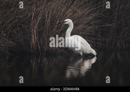 Nahaufnahme eines kleinen weißen Reihers (Egretta Garzetta), der sich im dunklen Wasser spiegelt, dunkle stimmungsvolle Atmosphäre, horizontal Stockfoto