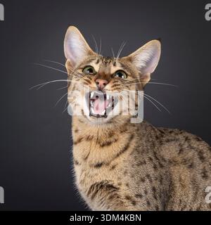 Haed schoss von der wunderschönen jungen Savannah-Katze, die vorne sitzt. Mund weit offen, mit Zähnen und Zunge. Isoliert auf schwarzem Hintergrund. Stockfoto