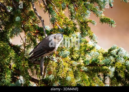 Grey jay auf einer Kiefer in colorado Stockfoto