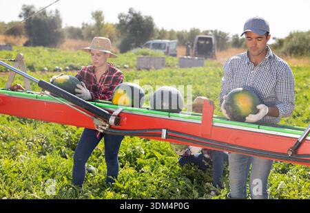 Gruppe von Landarbeitern, die Wassermelonen pflücken und auf der Ernteplattform auf dem Feld arbeiten Stockfoto