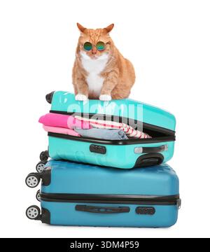 Niedliche Katze in Sonnenbrille, die auf Koffern vor weißem Hintergrund sitzt. Urlaub mit Haustier Stockfoto