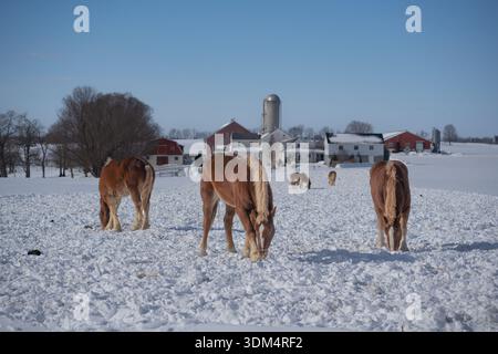 Zuchtpferde auf verschneiten Farmfeldern im ländlichen Pennsylvania Stockfoto