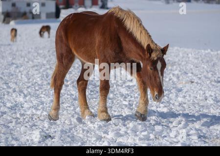 Draft Horse verwendet seinen Hufhufe, um im ländlichen Pennsylvania im Schnee zu graben. Stockfoto