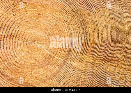 Douglasien-Tannenringe Stockfoto