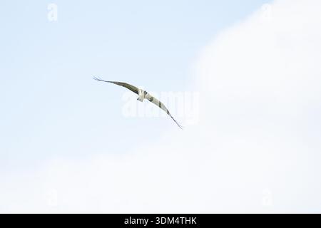 Osprey fliegt über Kopf mit ausgestreckten Flügeln an einem sonnigen Tag in den tropischen Regenwäldern Costa Ricas Stockfoto