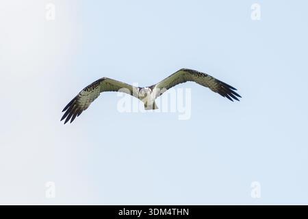 Osprey fliegt über Kopf mit ausgestreckten Flügeln an einem sonnigen Tag in den tropischen Regenwäldern Costa Ricas Stockfoto