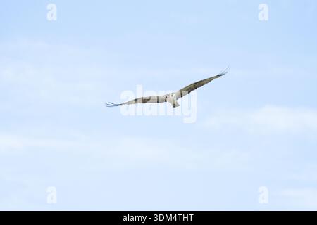 Osprey fliegt über Kopf mit ausgestreckten Flügeln an einem sonnigen Tag in den tropischen Regenwäldern Costa Ricas Stockfoto