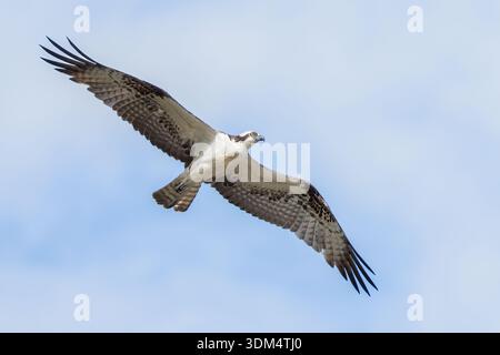 Osprey fliegt über Kopf mit ausgestreckten Flügeln an einem sonnigen Tag in den tropischen Regenwäldern Costa Ricas Stockfoto
