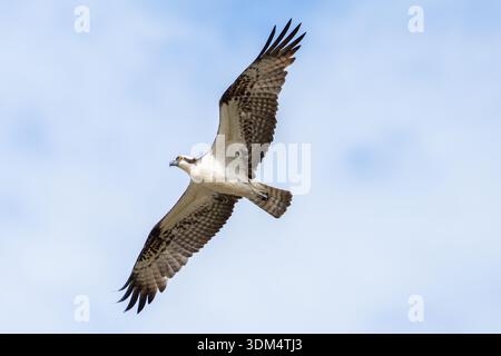 Osprey fliegt über Kopf mit ausgestreckten Flügeln an einem sonnigen Tag in den tropischen Regenwäldern Costa Ricas Stockfoto