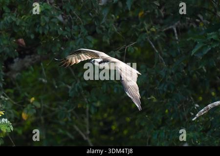 Osprey fliegt über Kopf mit ausgestreckten Flügeln an einem sonnigen Tag in den tropischen Regenwäldern Costa Ricas Stockfoto