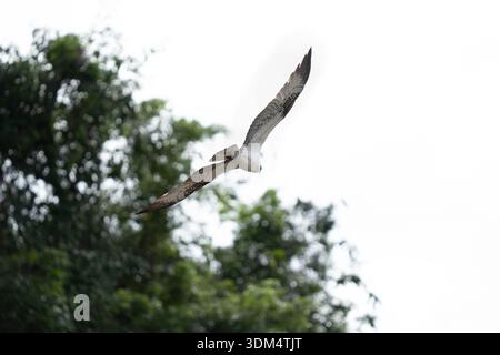 Osprey fliegt über Kopf mit ausgestreckten Flügeln an einem sonnigen Tag in den tropischen Regenwäldern Costa Ricas Stockfoto