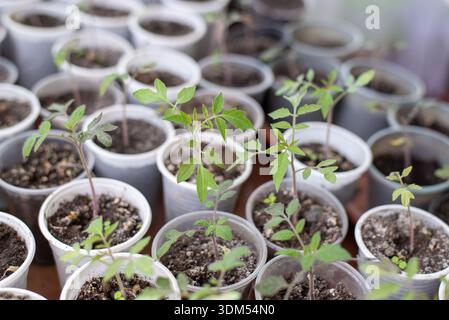 Junge Tomatensämlinge, die in Kunststoffbechern mit Boden im Innenraum wachsen. Das Konzept des Gartenbaus und des Gemüseanbaus zeigt die Frühphase des Pflanzenwachstums Stockfoto