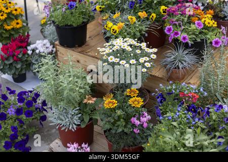 Farbenfrohes Sortiment an Frühlingsblumen und Pflanzen im Topf zum Verkauf in der Gärtnerei. Fröhliche Darstellung blühender Flora bereit für den Gartenbau und d Stockfoto