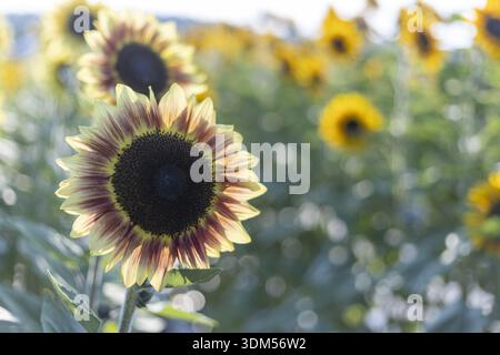 Zweifarbige Sonnenblumenblüte in lebendigem Blumenfeld. Ruhige Naturszene mit farbenfrohem Garten unter der Sommersonne, mit schöner Pflanze mit weichem Fokus Stockfoto