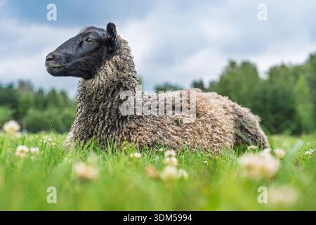 Zufriedene Schafe, die in einer üppigen grünen Wiese unter einem bewölkten Himmel weiden, ruhige ländliche Landschaft Stockfoto