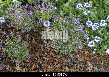 Wunderschöne lila Blume mit lebhafter Bodendecke in einem ruhigen Garten. Natürlicher Hintergrund mit Nahaufnahme von blühendem Heidekraut auf Kiesbett im Sommer Stockfoto