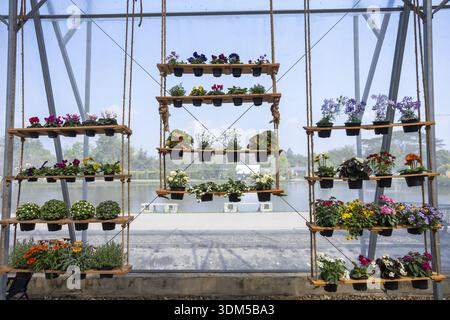 Bunte Blumen auf dem Regal im kommerziellen Gewächshaus zum Verkauf. Viele Topfpflanzen, darunter Stiefmütterchen und Petunien, die ordentlich in hellen, Stockfoto