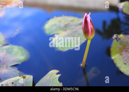 Bunga teratai Kuncup di pagi hari dalam kolam Luft Stockfoto