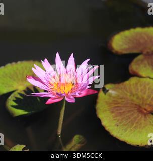 Liliy-Wasser (Nymphaeaceae) blühte am sonnigen Tag Stockfoto