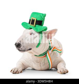 Niedlicher Bullterrier Hund mit Leprechaun Hut und irischem Flaggenband auf weißem Hintergrund. Feierlichkeiten zum St. Patrick's Day Stockfoto
