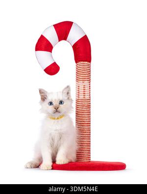 Niedliches, roter Punkt heiliges Birman-Katzenkätzchen, das neben einem Zuckerrohr-förmigen Kratzstock sitzt. Ich sehe neugierig auf die Kamera. Isoliert auf weißem Hintergrund. Stockfoto