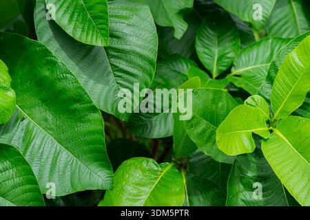 Nahaufnahme eines schönen Hintergrunds mit großen grünen Blättern. Pflanzen, natürliche üppige Blätter mit Blatttextur Hintergründen. Stockfoto