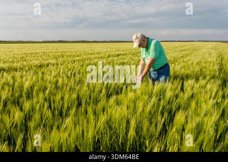 Porträt eines Seniorenbauers, der im Weizenfeld steht. Stockfoto