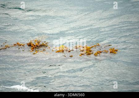 Seetangalgen im Beagle-Kanal patagonia-Detail Stockfoto