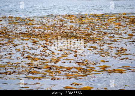 Seetangalgen im Beagle-Kanal patagonia-Detail Stockfoto