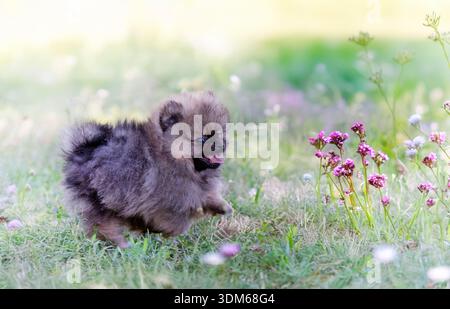 Junge pommern vor Naturhintergrund Stockfoto