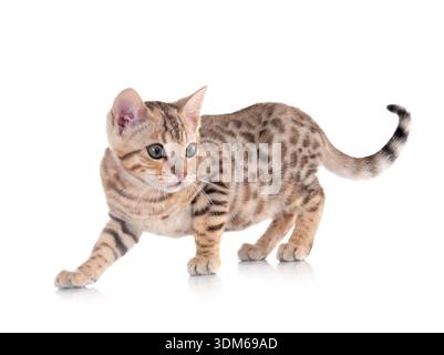 Bengal Katze vor weißem Hintergrund Stockfoto