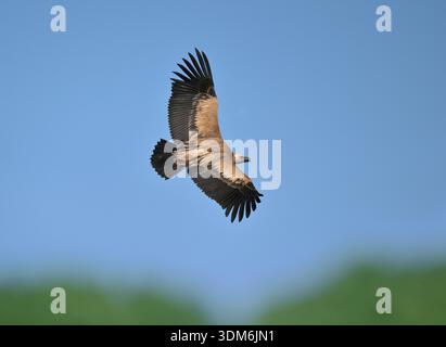 Eurasischer Gänsegeier - Gyps fulvus Stockfoto