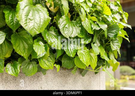 Mehrere grüne Blätter wachsen an einer Betonmauer in einem Garten. Die Pflanzen sind gepflegt und zeigen ein gesundes Aussehen unter Tageslicht. Bäume und Bügel Stockfoto