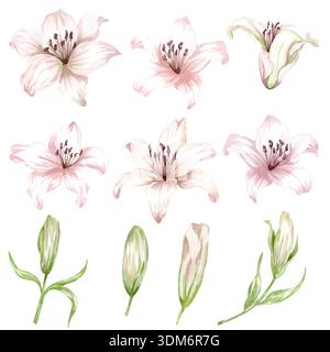 Lilien, pinkfarbene Blumen auf einem isolierten weißen Hintergrund, Aquarellillustration, Sammlung Stockfoto