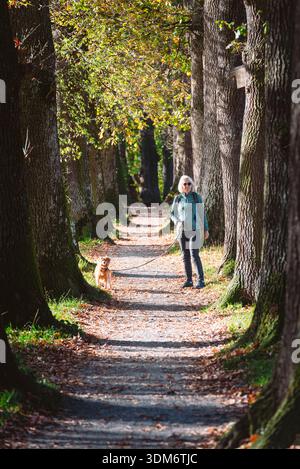 Frau und Hund auf einem Weg durch eine Allee alter Eichen mit Herbstlaub und Sonnenschein, Murnau, Bayern, Deutschland Stockfoto