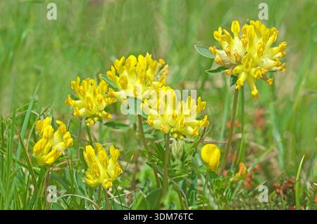 Niere Vetch (Anthyllis Vulneraria), blühend. Stockfoto