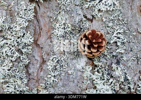 Kiefer (Pinus sylvestris). Kiefernzapfen auf Flechtenbedeckten Baumrinde, Schottland Stockfoto