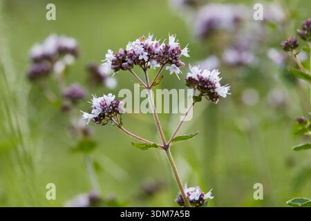 Oregano, wilder Majoram (Origanum vulgare), blühend Stockfoto