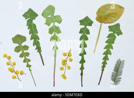 Gepresste und getrocknete Blätter, Blumen isoliert auf weißem Hintergrund. Zur Verwendung in Blumenmustern, Kräuterarien, Scrapbooking. Exotische Pflanzen des Mittelmeers Stockfoto