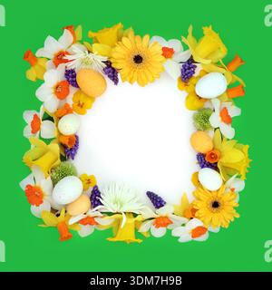 Ostereier behandelt Frühlingsblume Hintergrund auf Grün mit weißem Kopierraum. Festliches saisonales farbenfrohes Blumendesign für Grußkarten. Stockfoto