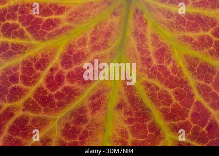 Efeu, englischer Efeu (Hedera helix). Blattvenen in Herbstfarben Stockfoto