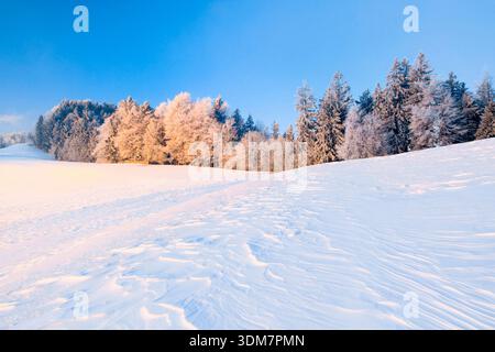 Eisiger Morgen bei Sonnenaufgang mit Blick über windgepeitschte Schneefelder bis zu mit Raureif bedeckten Bäumen am Waldrand im Hintergrund, Zürich Oberland, Schweiz Stockfoto
