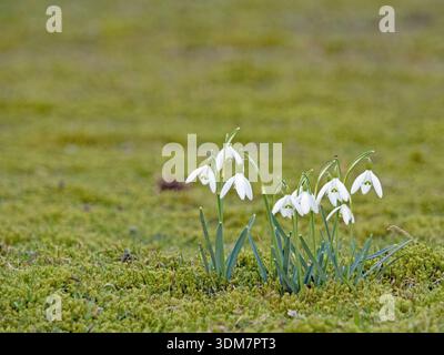 Eine Gruppe weißer Schneeglöckchen, Galanthus, auf einer Wiese Stockfoto