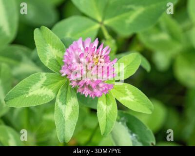Nahaufnahme der rosafarbenen Blume von Rotklee, Trifolium pratense Stockfoto