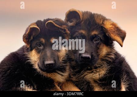 Deutscher Schäferhund. Porträt zweier Welpen. Deutschland Stockfoto