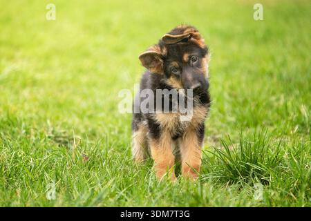 Deutscher Schäferhund. Hündchen steht auf einer Wiese, mit dem Kopf gesprenkelt. Deutschland Stockfoto